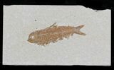 Knightia Fossil Fish #32705-1